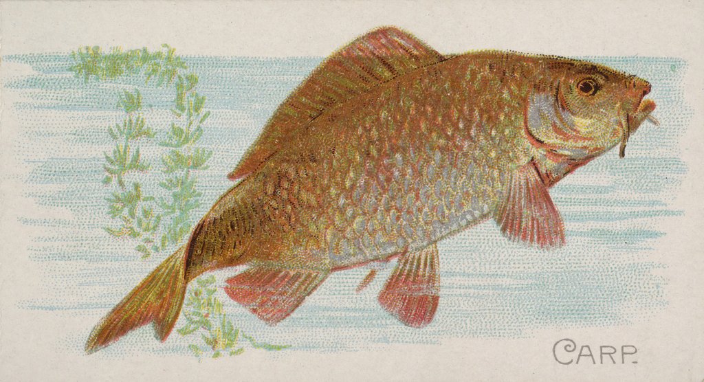 Detail of Carp, from the Fish from American Waters series for Allen & Ginter Cigarettes Brands, 1889 by Allen & Ginter