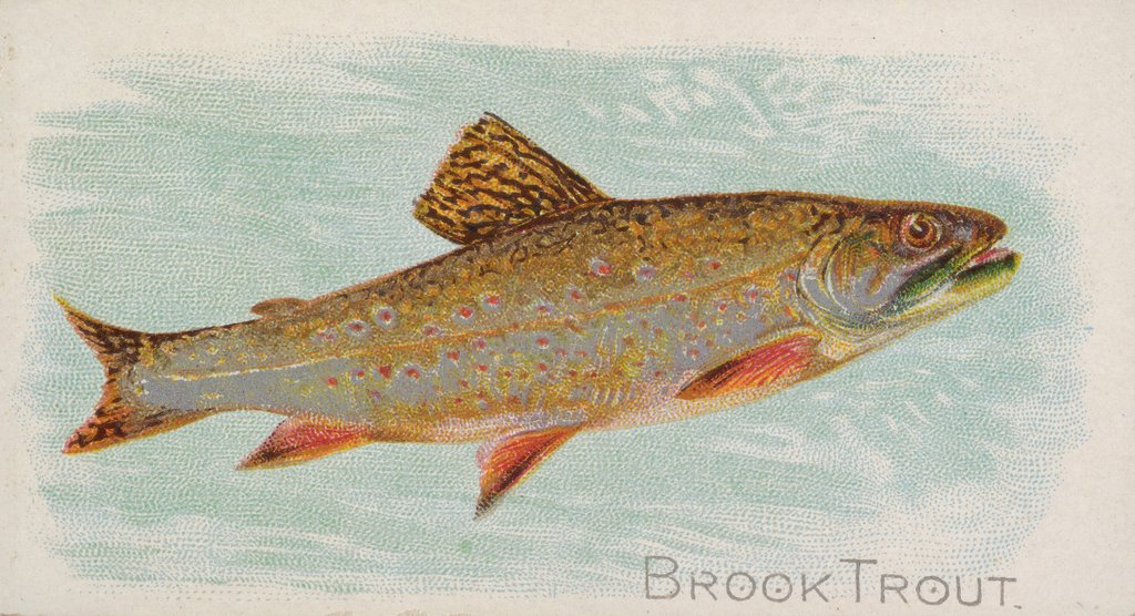 Detail of Brook Trout, from the Fish from American Waters series for Allen & Ginter Cigarettes …, 1889 by Allen & Ginter