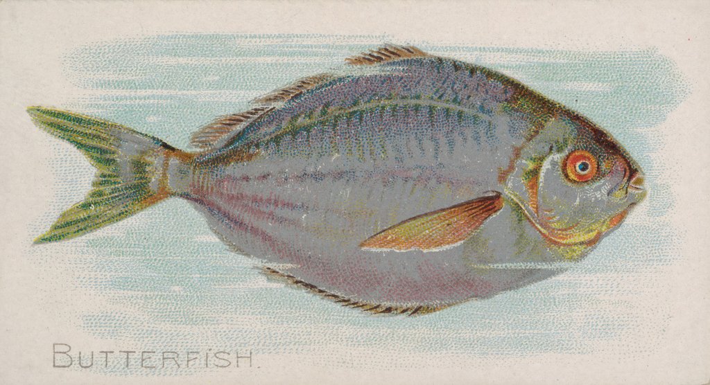 Detail of Butterfish, from the Fish from American Waters series for Allen & Ginter Cigarettes B…, 1889 by Allen & Ginter