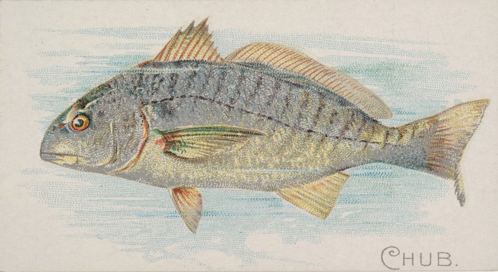 Detail of Chub, from the Fish from American Waters series for Allen & Ginter Cigarettes Brands, 1889 by Allen & Ginter