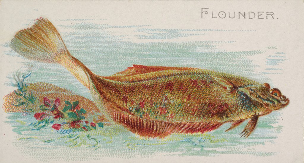Detail of Flounder, from the Fish from American Waters series for Allen & Ginter Cigarettes Bra…, 1889 by Allen & Ginter