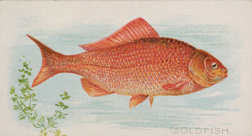 Detail of Goldfish, from the Fish from American Waters series for Allen & Ginter Cigarettes Bra…, 1889 by Allen & Ginter