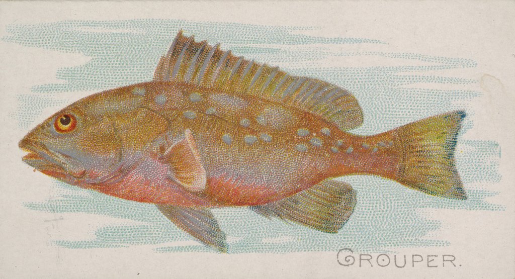 Detail of Grouper, from the Fish from American Waters series for Allen & Ginter Cigarettes Brands, 1889 by Allen & Ginter