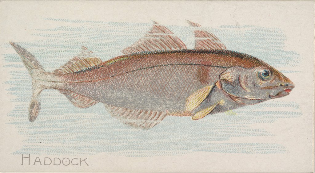 Haddock, from the Fish from American Waters series for Allen & Ginter Cigarettes Brands, 1889 by Allen & Ginter
