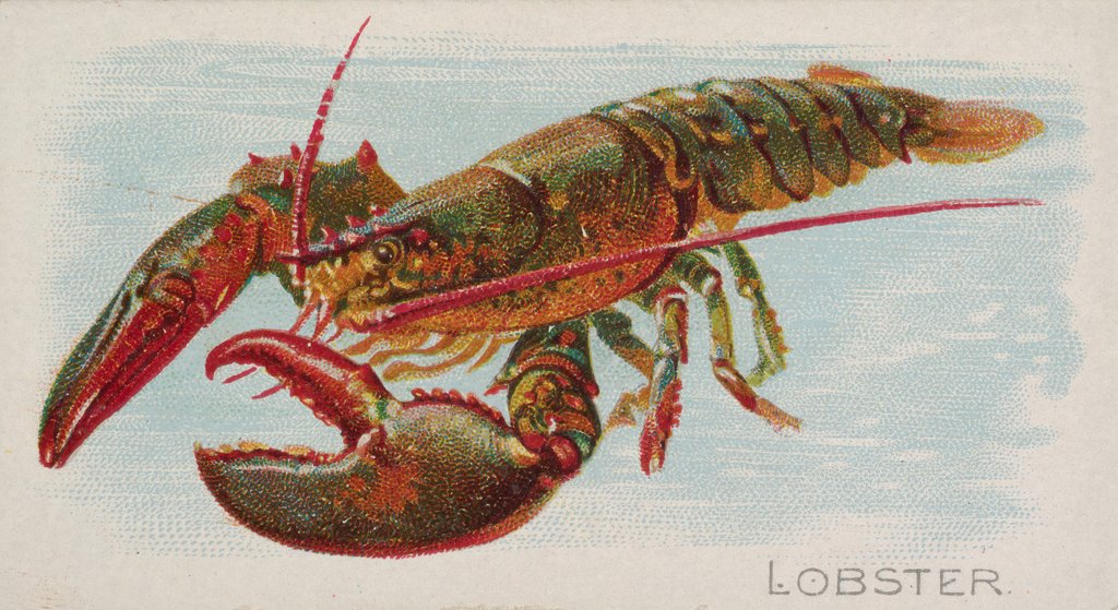 Detail of Lobster, from the Fish from American Waters series for Allen & Ginter Cigarettes Brands, 1889 by Allen & Ginter