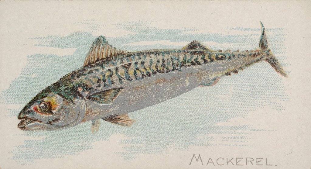 Detail of Mackerel, from the Fish from American Waters series for Allen & Ginter Cigarettes Bra…, 1889 by Allen & Ginter