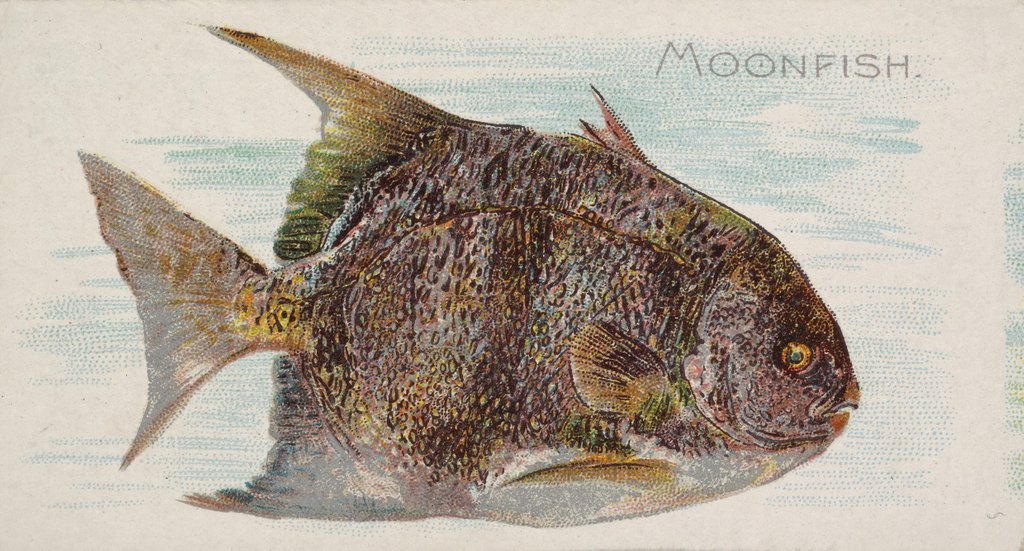 Detail of Moonfish, from the Fish from American Waters series for Allen & Ginter Cigarettes Bra…, 1889 by Allen & Ginter