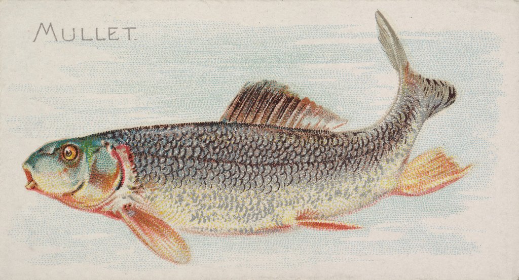 Detail of Mullet, from the Fish from American Waters series for Allen & Ginter Cigarettes Brands, 1889 by Allen & Ginter