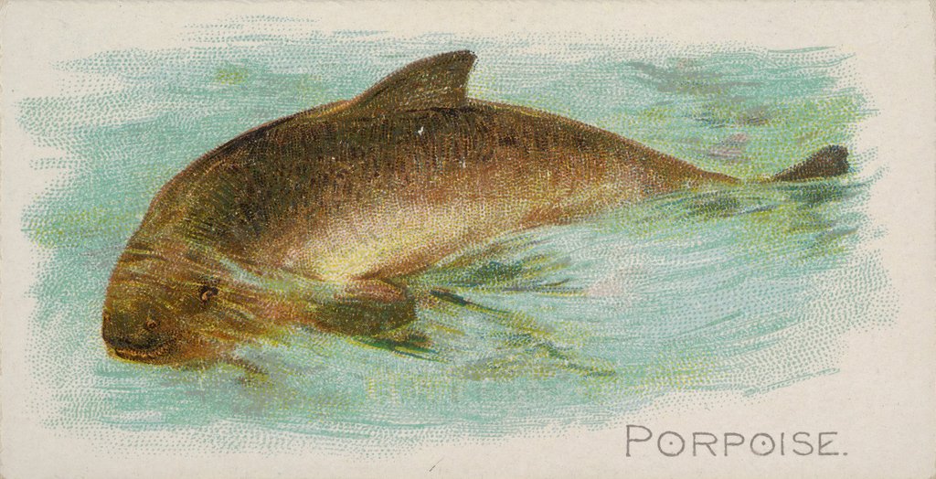 Detail of Porpoise, from the Fish from American Waters series for Allen & Ginter Cigarettes Bra…, 1889 by Allen & Ginter