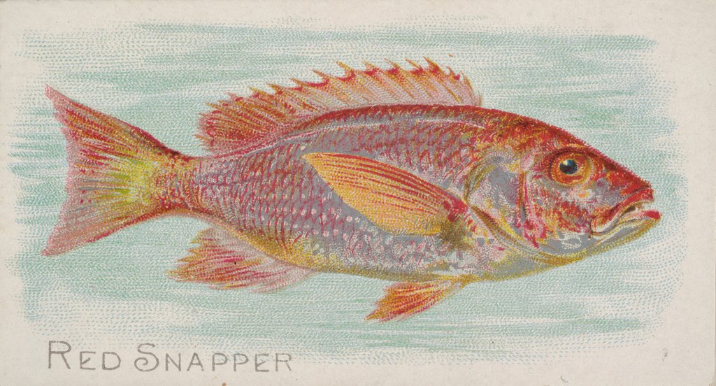 Detail of Red Snapper, from the Fish from American Waters series for Allen & Ginter Cigarettes …, 1889 by Allen & Ginter