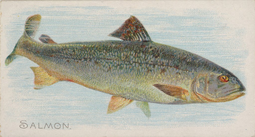 Detail of Salmon, from the Fish from American Waters series for Allen & Ginter Cigarettes Brands, 1889 by Allen & Ginter