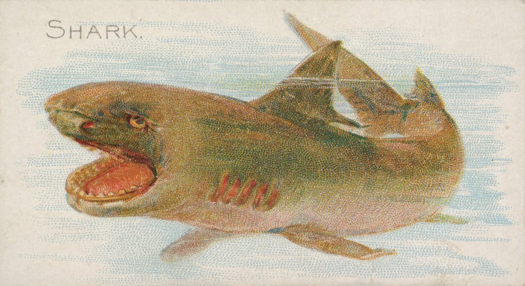 Detail of Shark, from the Fish from American Waters series for Allen & Ginter Cigarettes Brands, 1889 by Allen & Ginter