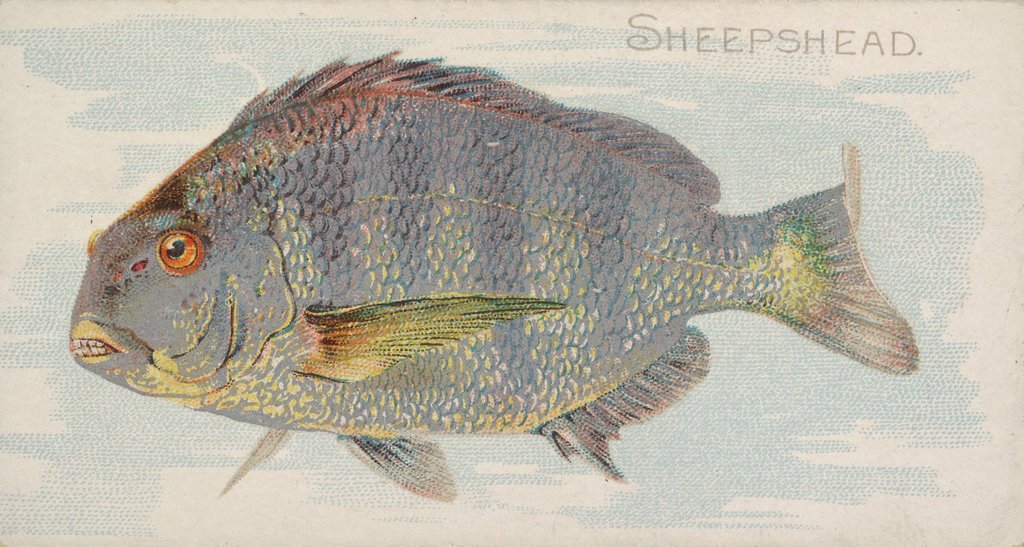 Detail of Sheepshead, from the Fish from American Waters series for Allen & Ginter Cigarettes B…, 1889 by Allen & Ginter
