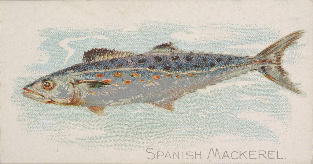 Detail of Spanish Mackerel, from the Fish from American Waters series for Allen & Ginter Cigare…, 1889 by Allen & Ginter