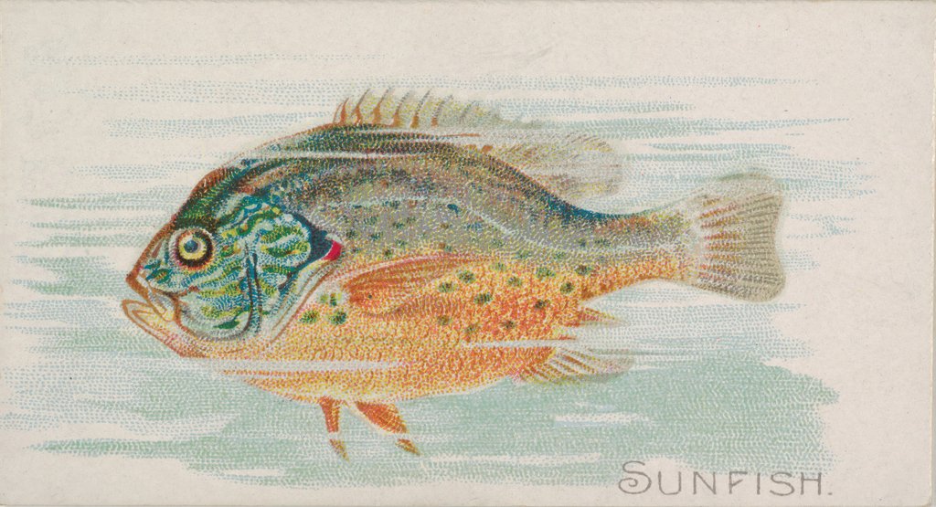 Detail of Sunfish, from the Fish from American Waters series for Allen & Ginter Cigarettes Brands, 1889 by Allen & Ginter