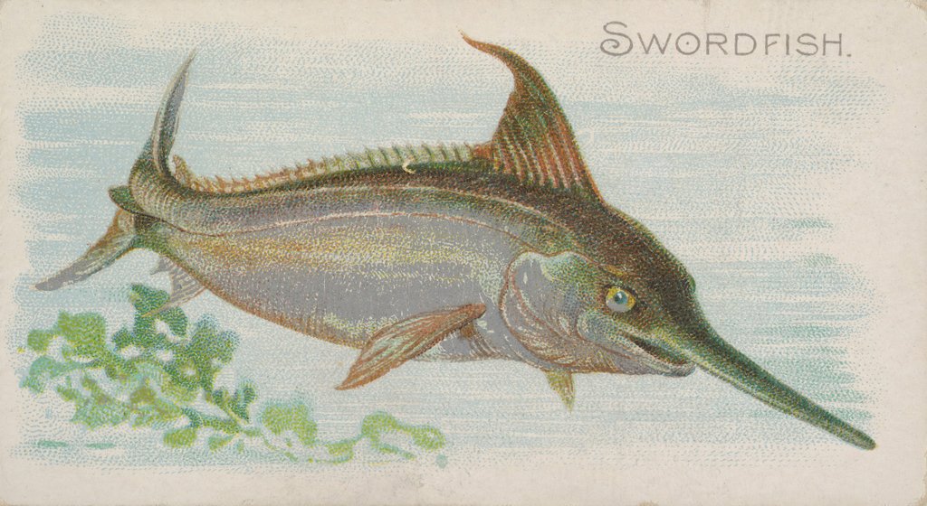 Detail of Swordfish, from the Fish from American Waters series for Allen & Ginter Cigarettes Br…, 1889 by Allen & Ginter