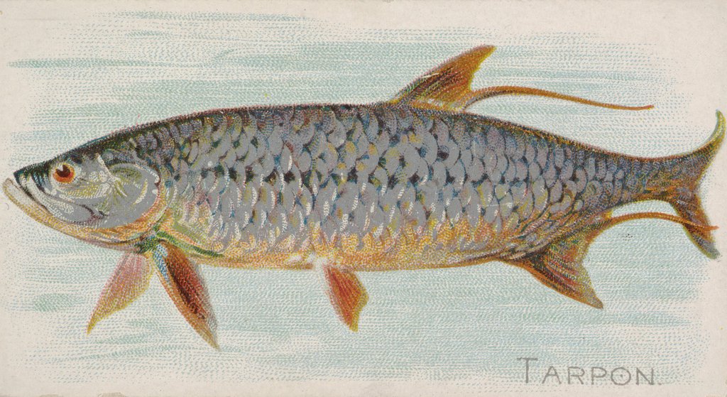 Detail of Tarpon, from the Fish from American Waters series for Allen & Ginter Cigarettes Brands, 1889 by Allen & Ginter