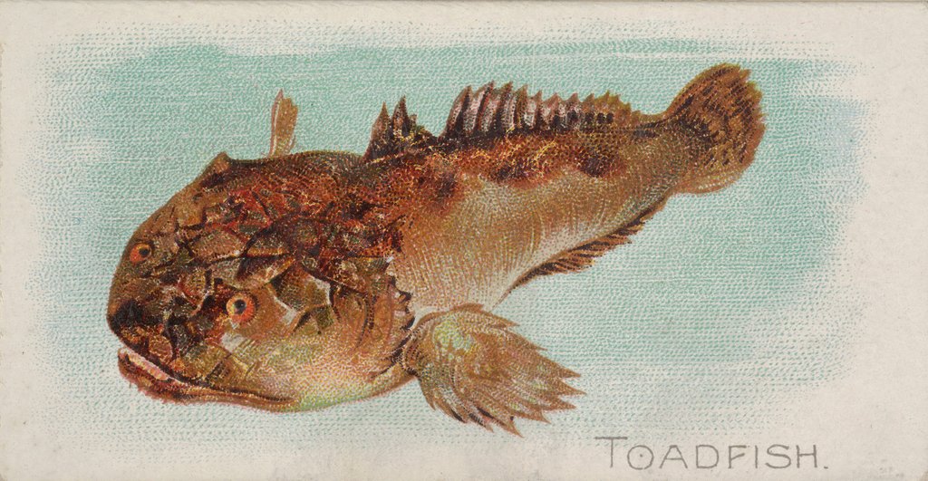 Detail of Toadfish, from the Fish from American Waters series for Allen & Ginter Cigarettes Bra…, 1889 by Allen & Ginter