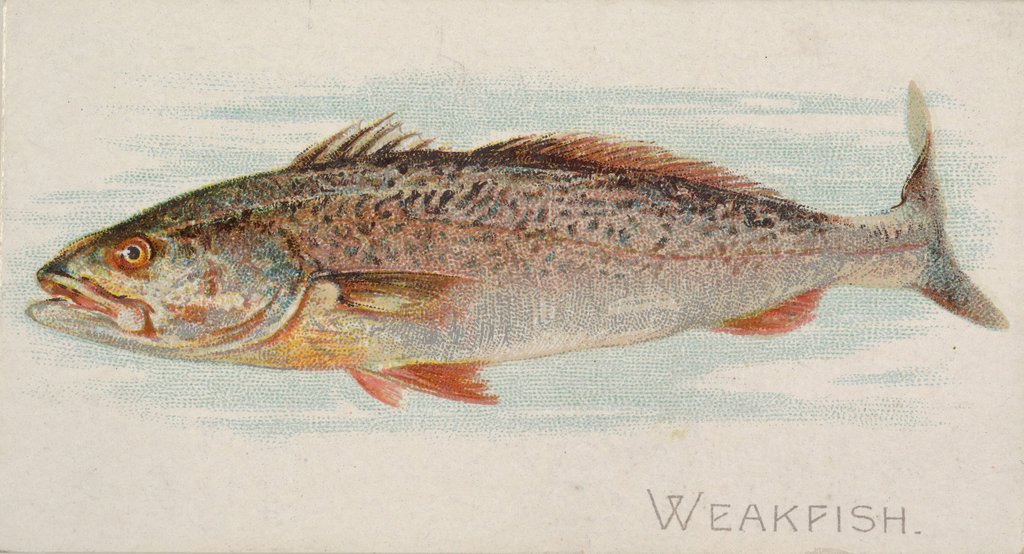 Detail of Weakfish, from the Fish from American Waters series for Allen & Ginter Cigarettes Bra…, 1889 by Allen & Ginter
