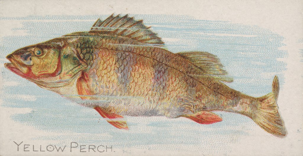 Detail of Yellow Perch, from the Fish from American Waters series for Allen & Ginter Cigarettes…, 1889 by Allen & Ginter