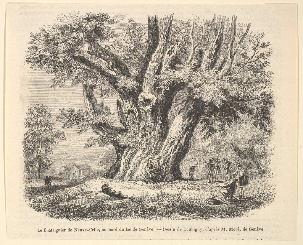 Detail of Le Châtaignier de Neuve-Celle, au bord du lac de Genève, after Daubigny, 1835-78 by Unknown