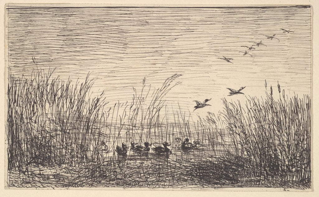 Detail of Ducks in the Marshes, [1862], reprinted 1921 by Charles Francois Daubigny
