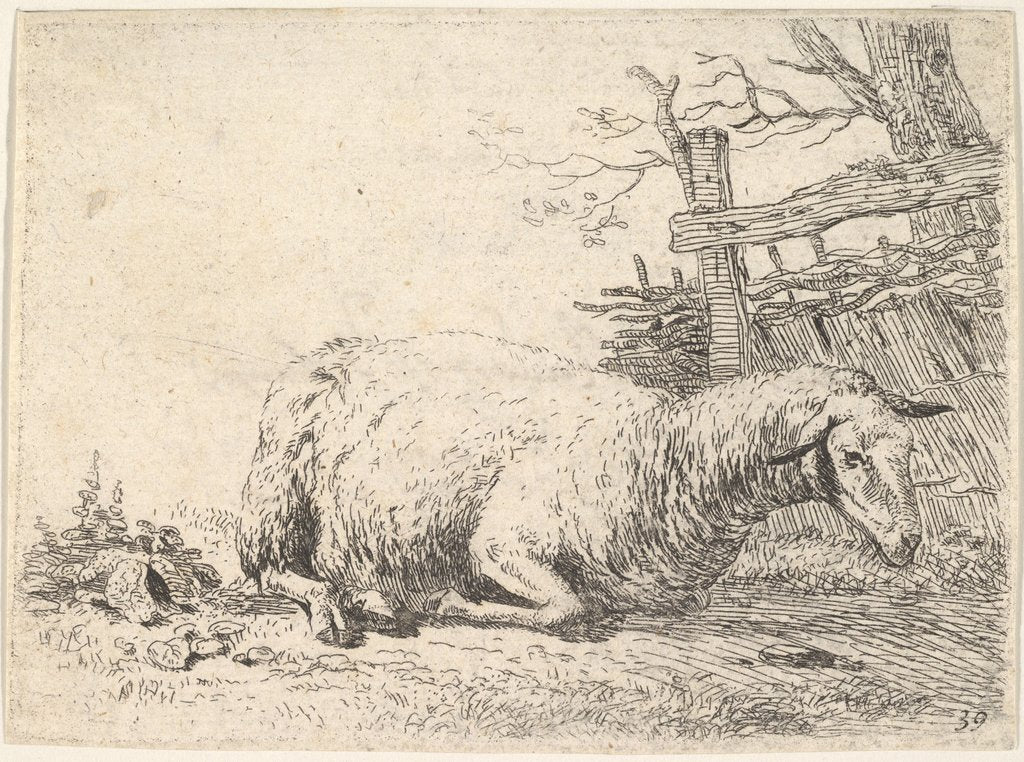 Detail of A sheep lying with its legs folded underneath its body next to a wooden fence, the she…, ca. 1655 by Karel Du Jardin