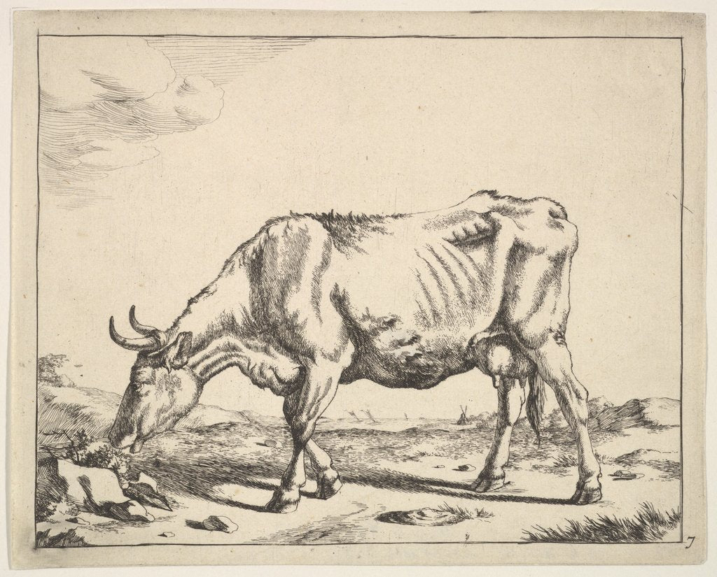 Detail of Cow, after Paulus Potter by Marcus de Bye