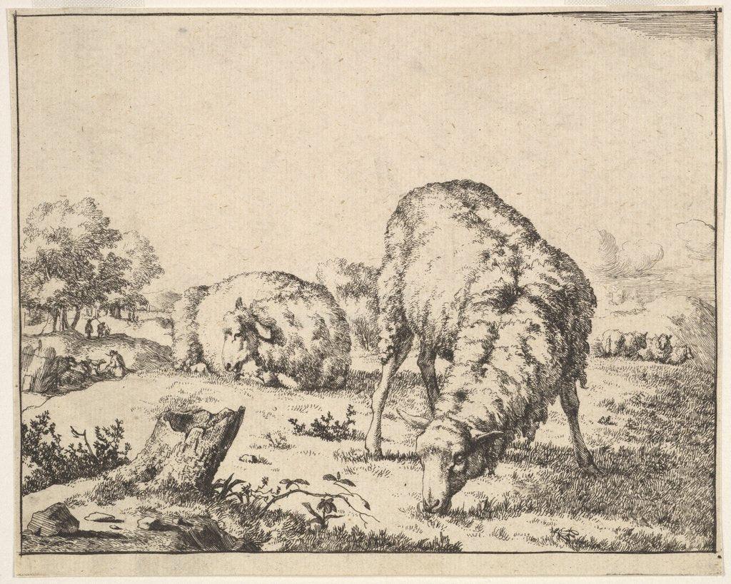 Detail of Sheep, from a set of 16 plates, 1664 by Marcus de Bye