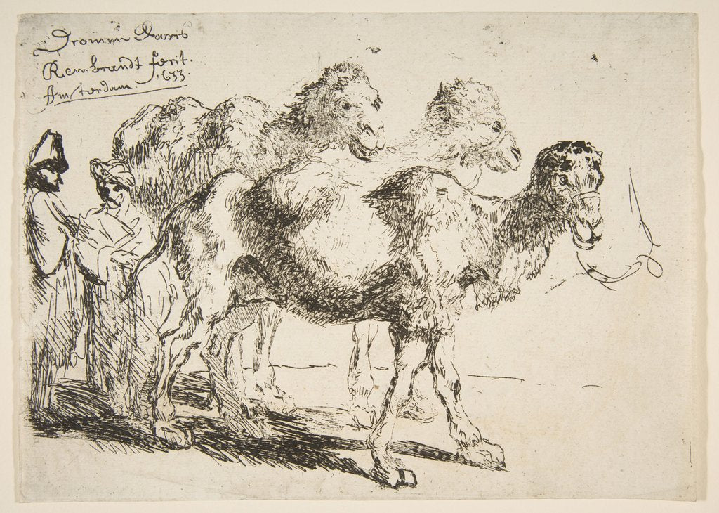 Detail of Three Dromedaries by Unknown
