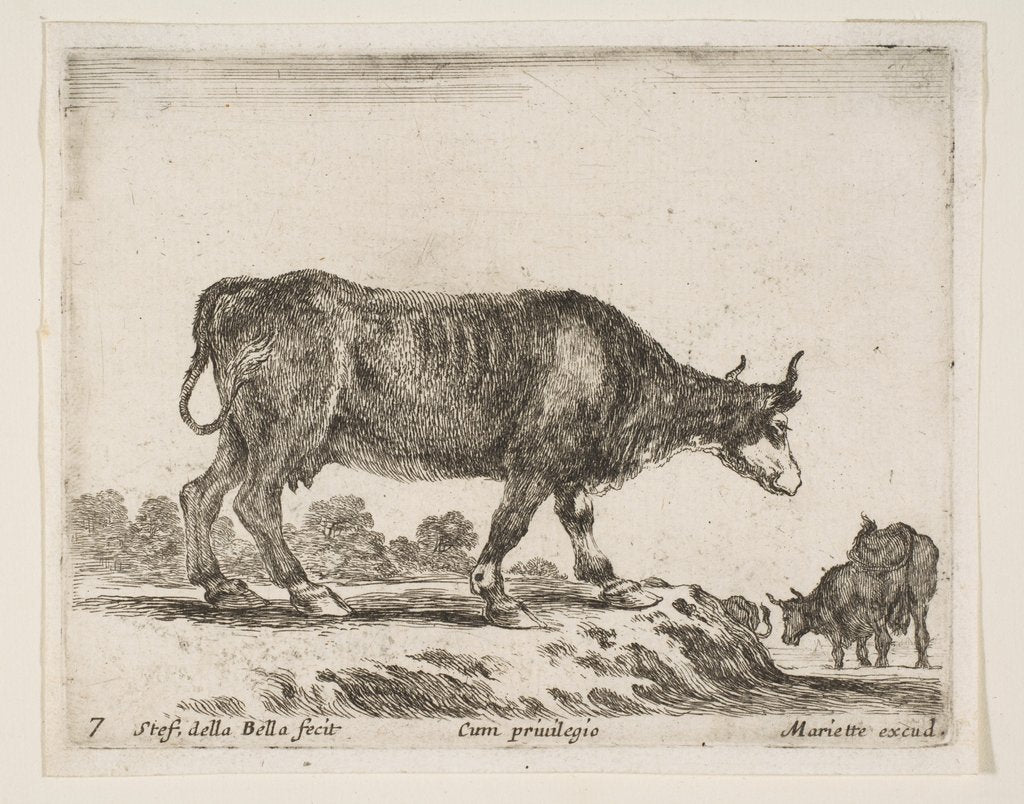 Detail of Plate 7: ox, from 'Various animals', ca. 1641 by Stefano della Bella