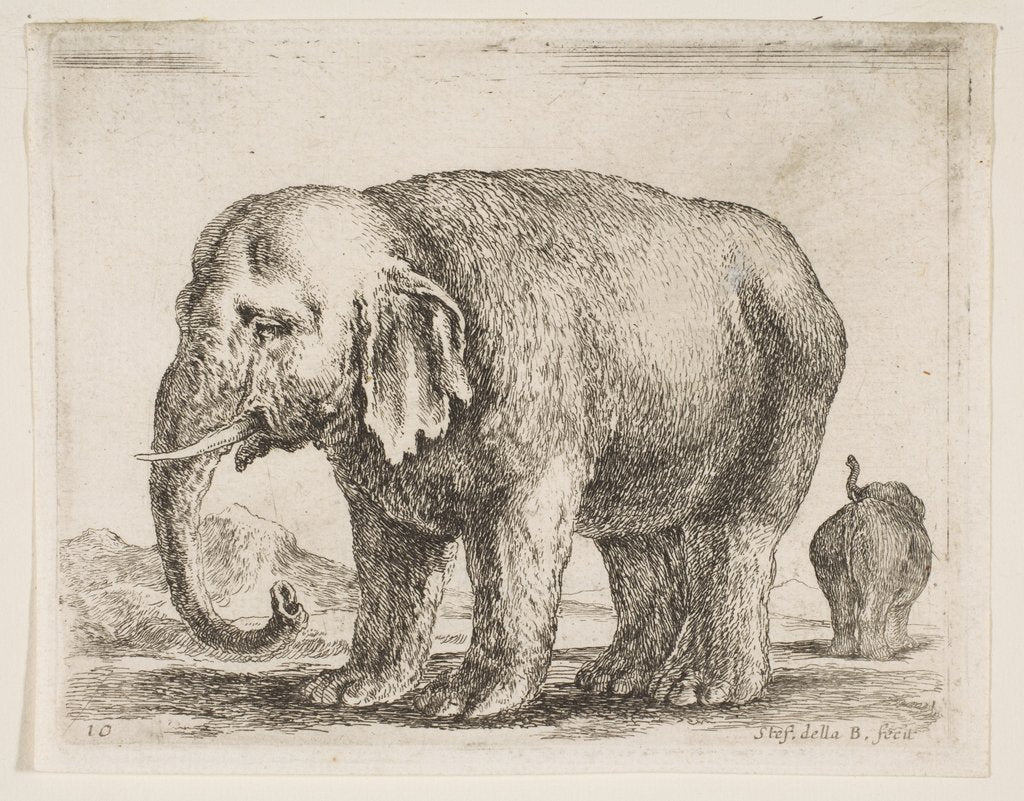 Detail of Plate 10: elephant, from 'Various animals', ca. 1641 by Stefano della Bella