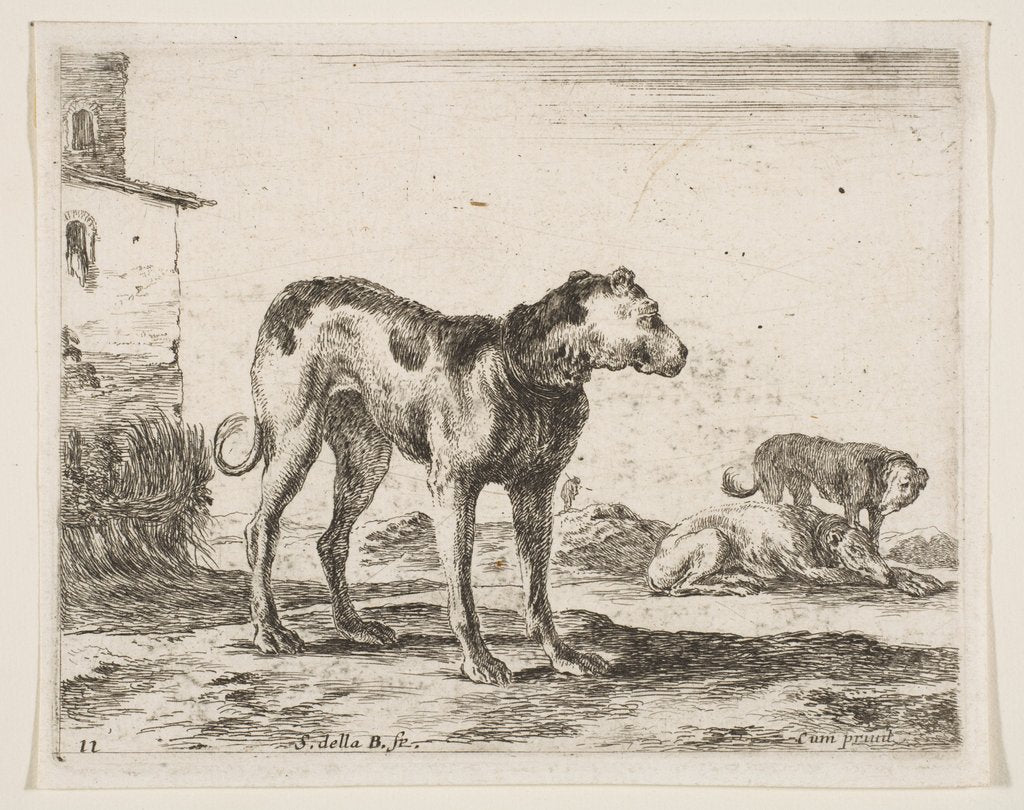 Detail of Plate 11: dogs, from 'Various animals', ca. 1641 by Stefano della Bella