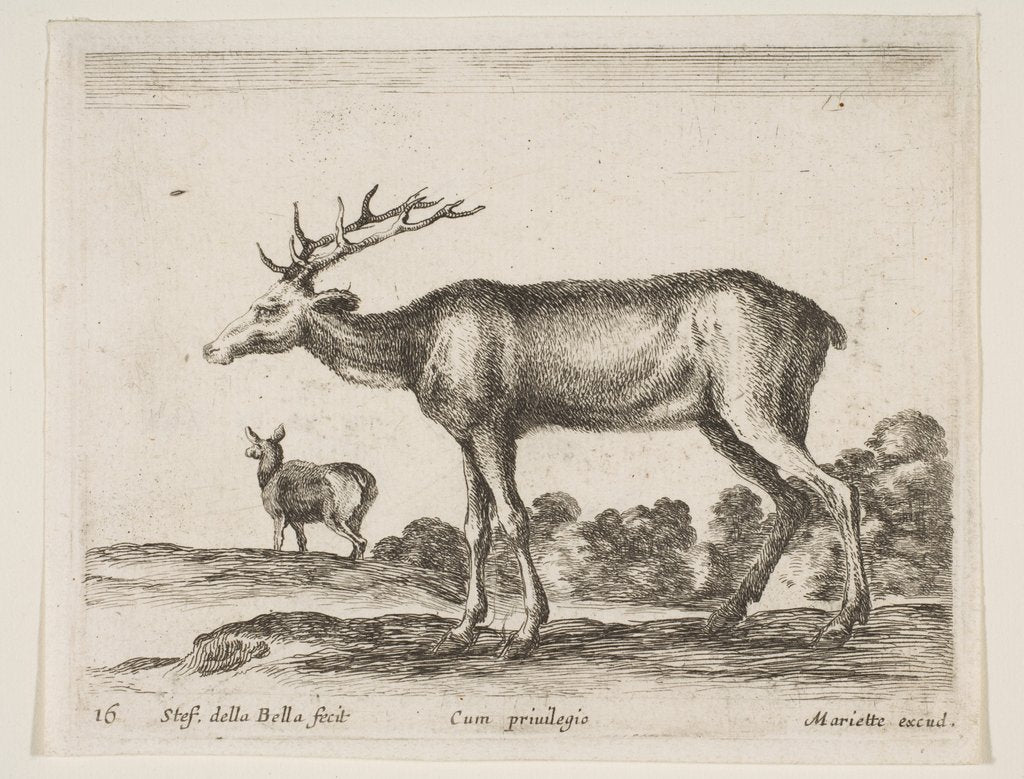 Detail of Plate 16: stag, from 'Various animals', ca. 1641 by Stefano della Bella