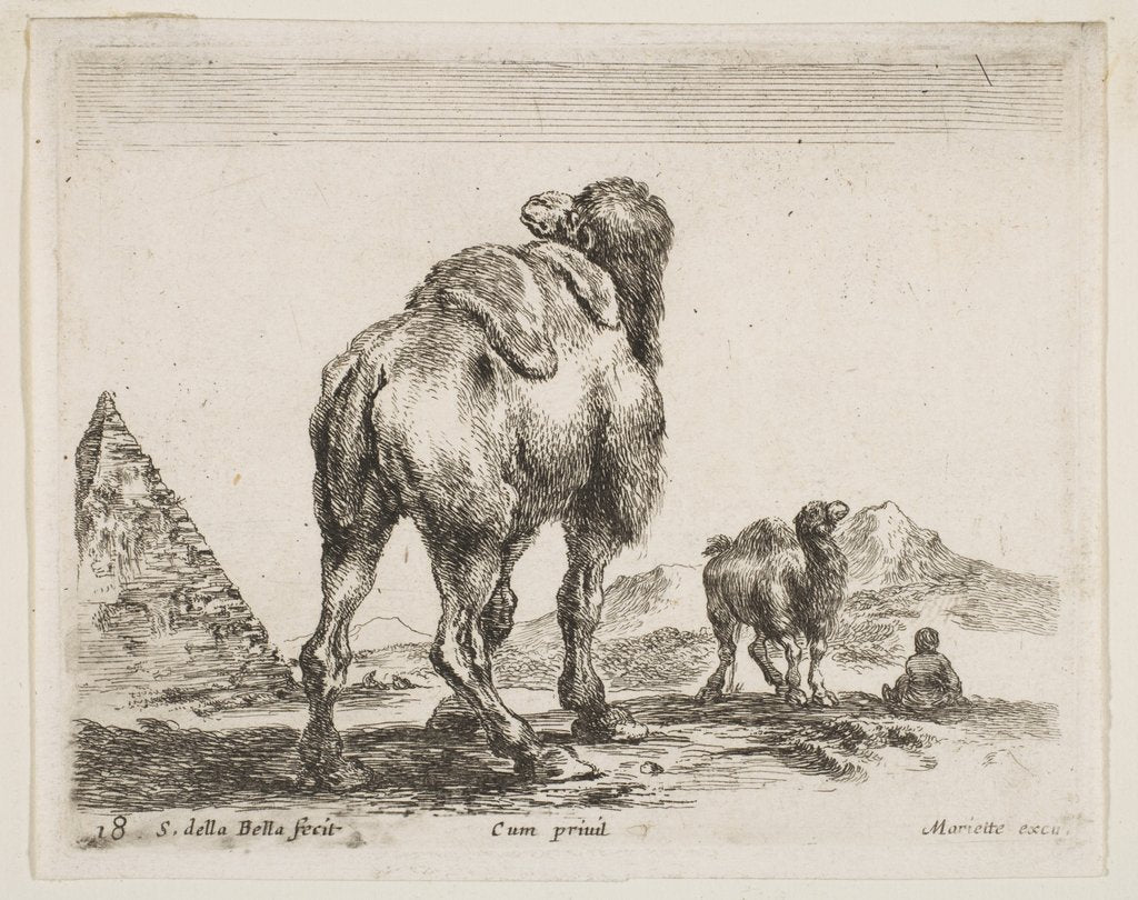 Detail of Plate 18: camel viewed from behind with pyramid at left, from 'Various animals by Stefano della Bella