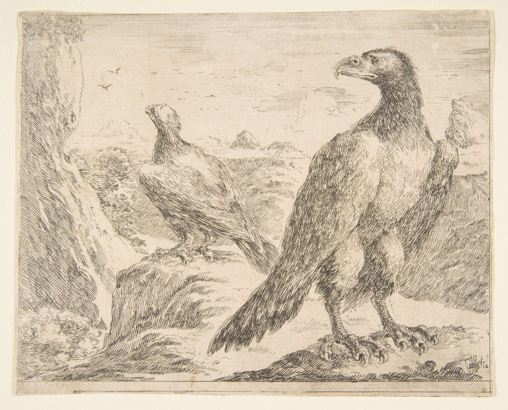 Detail of Two eagles, from 'Eagles', ca. 1651 by Stefano della Bella