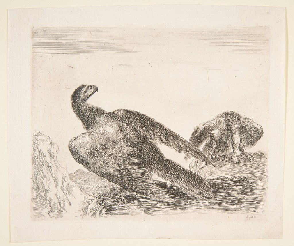 Detail of Two eagles, one with prey, from 'Eagles', ca. 1651 by Stefano della Bella
