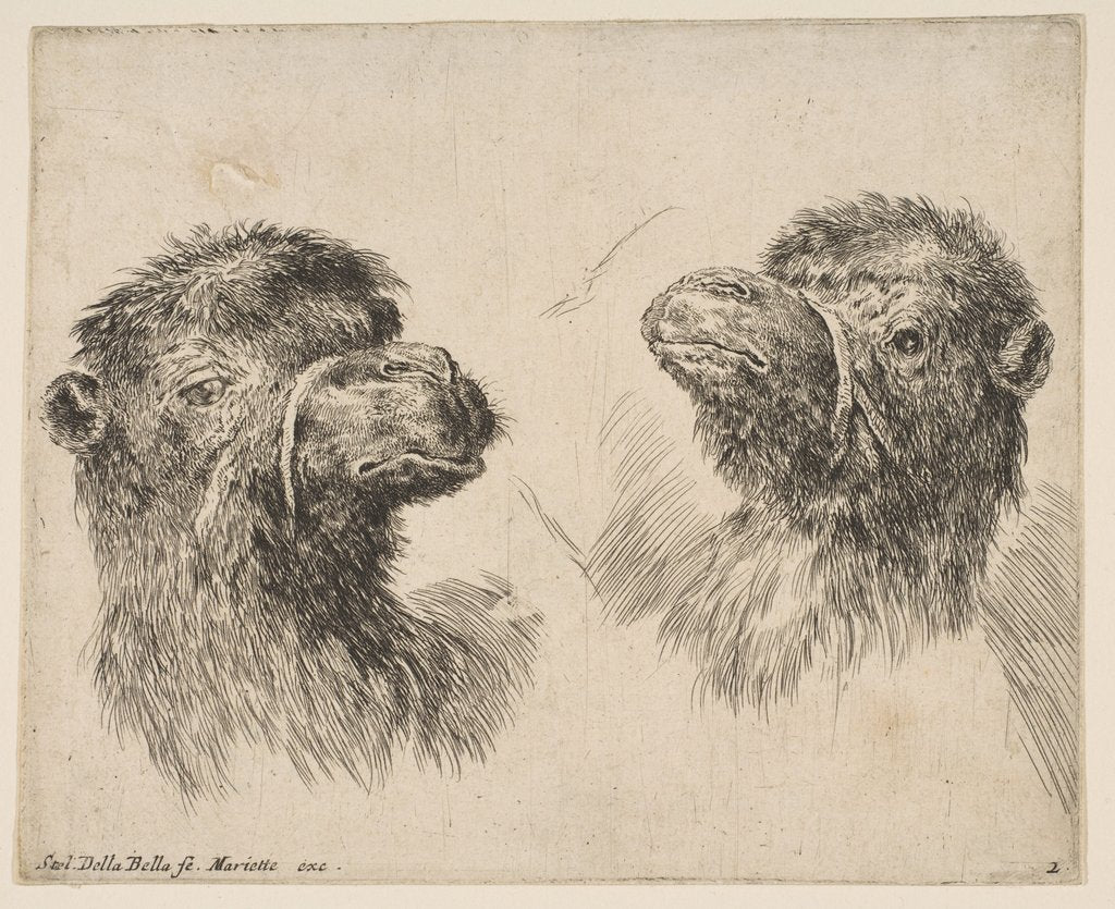 Detail of Two Camel Heads, ca. 1641 by Stefano della Bella