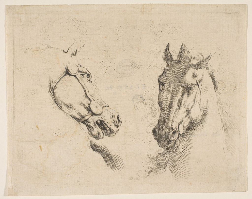 Detail of Two Horse Heads, ca. 1649 by Stefano della Bella