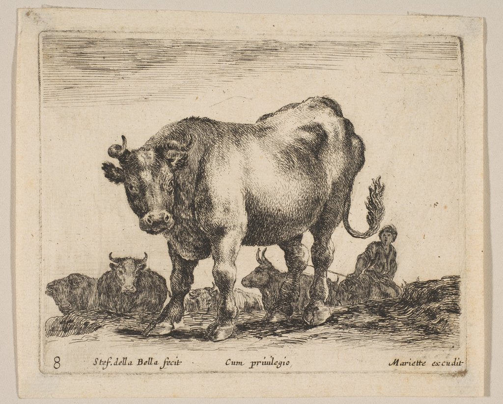 Plate 8: ox, from 'Various animals', ca. 1641 by Stefano della Bella