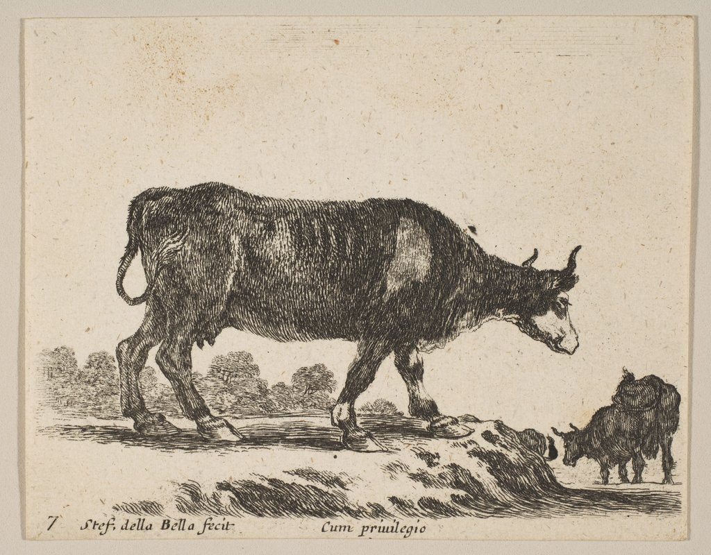 Detail of Plate 7: cow, from 'Various animals', ca. 1641 by Stefano della Bella