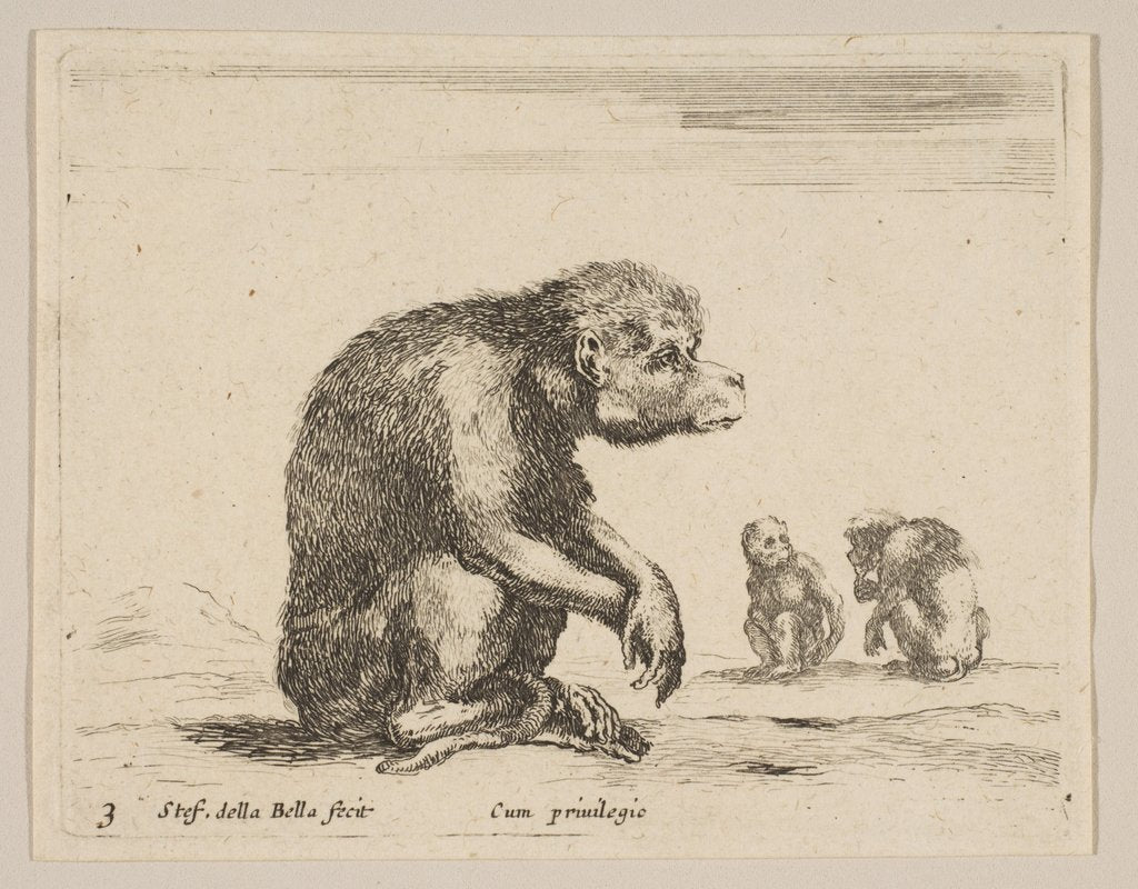 Detail of Plate 3: seated monkey, from 'Various animals', ca. 1641 by Stefano della Bella