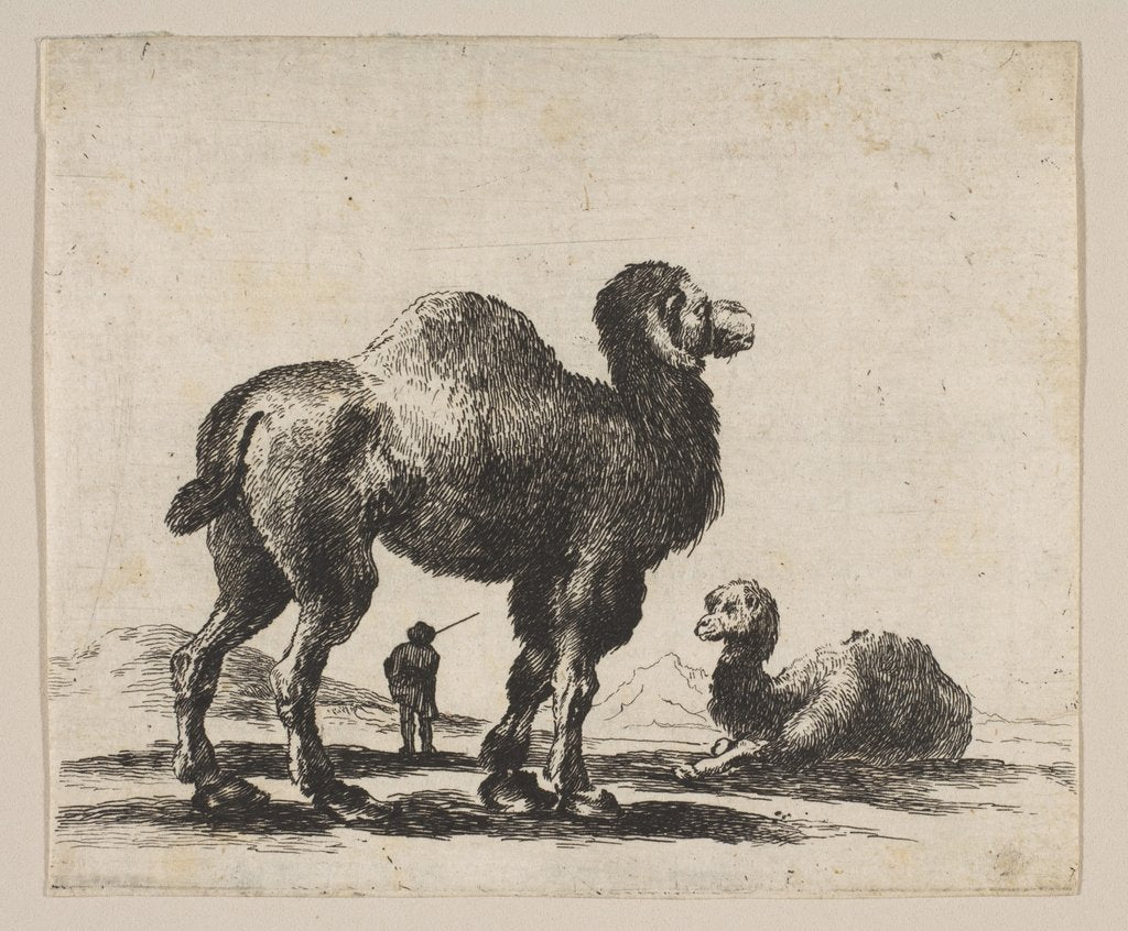 Detail of Plate 17: camels, from 'Various animals', after 1641 by Unknown