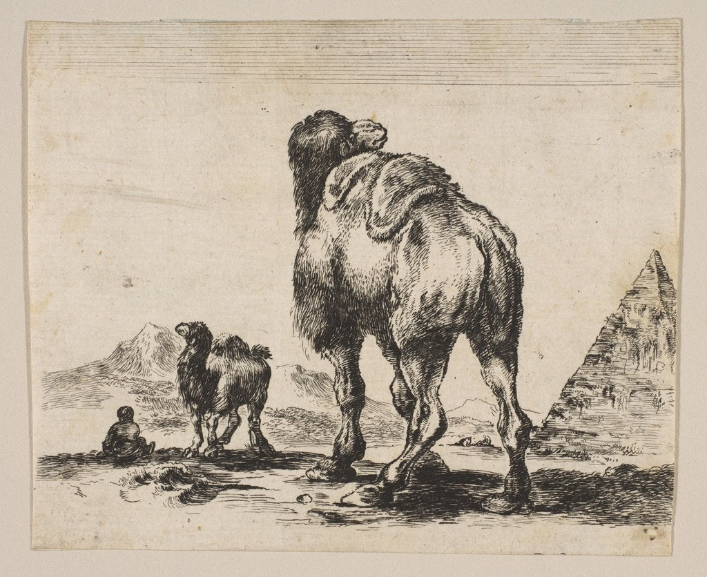 Detail of Plate 18: camel viewed from behind with pyramid at right, from 'Various animals', after 1641 by Unknown