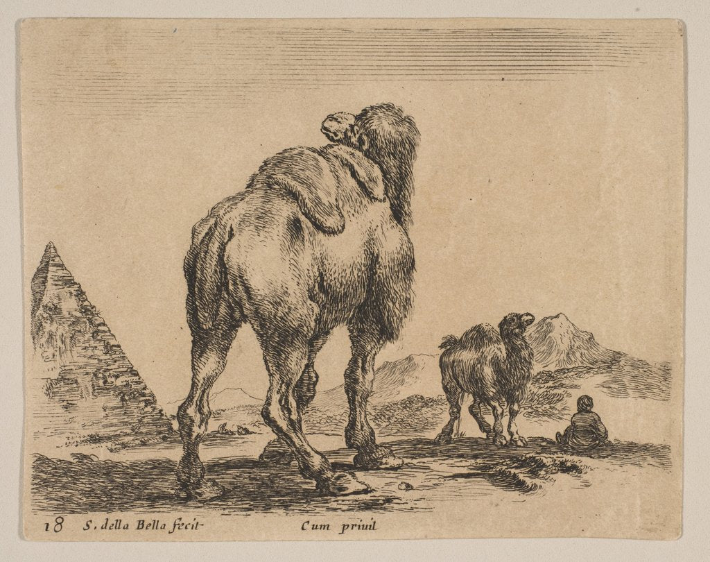 Detail of Plate 18: camel viewed from behind with pyramid at left, from 'Various animals by Stefano della Bella