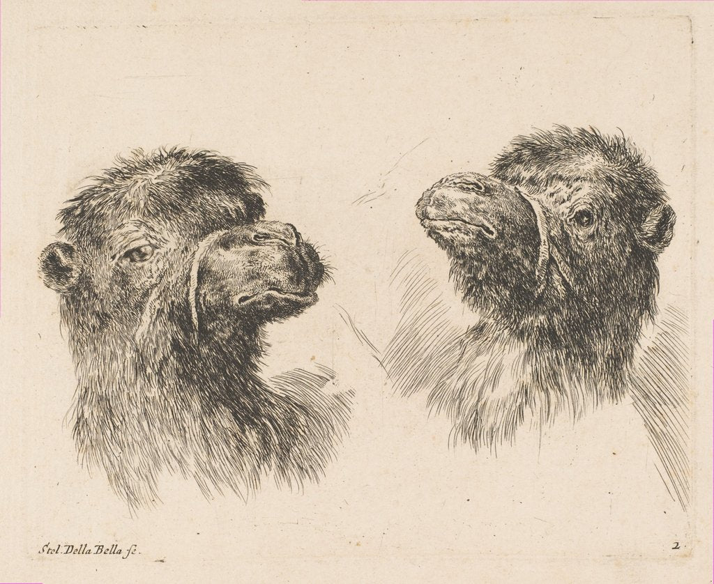 Detail of Two Camel Heads, ca. 1641 by Stefano della Bella