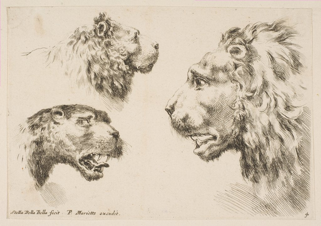 Detail of Heads of Three Lions, ca. 1641 by Stefano della Bella