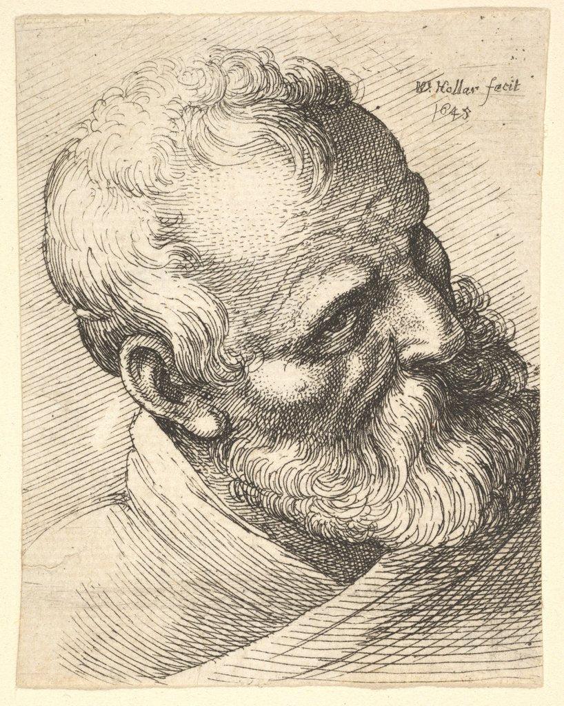 Detail of Bearded old man with a tilted head, 1645 by Wenceslaus Hollar