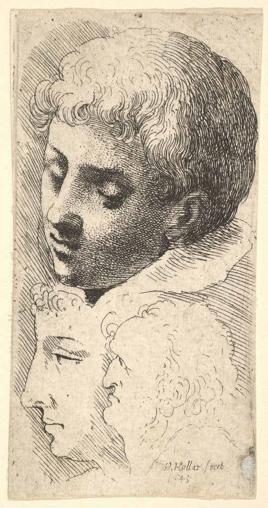Detail of Three heads, 1645 by Wenceslaus Hollar