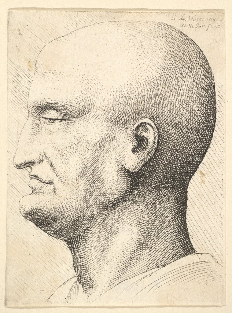 Detail of Head of a bald man in profile to left, 1644-52 by Wenceslaus Hollar